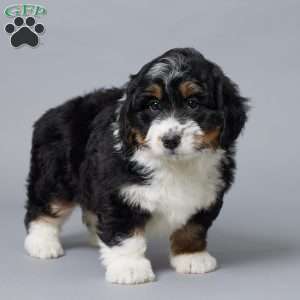 Tucker, Mini Bernedoodle Puppy